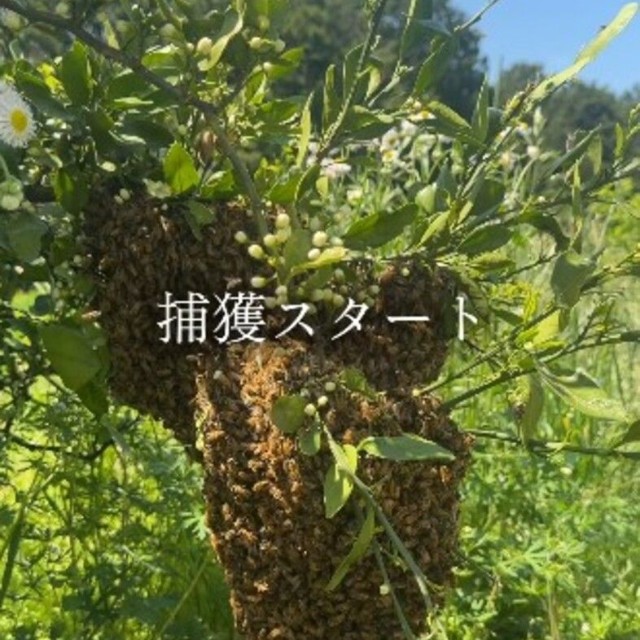 木の枝にできた大きな蜂球。「捕獲スタート」／借金1億農業ガール（保條）さん（@1okugal）提供