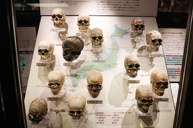 Japanese have different head, facial traits from a century ago
