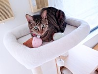 アイスのぬいぐるみをキャットタワー上に隠していたランちゃん（画像提供：みぃさん）