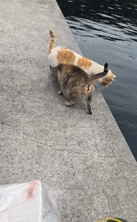 後からやって来てゼロ距離で割り込んできた茶白さんと、仲良しそうなキジトラさん（動画からキャプチャー／提供：キーさん）