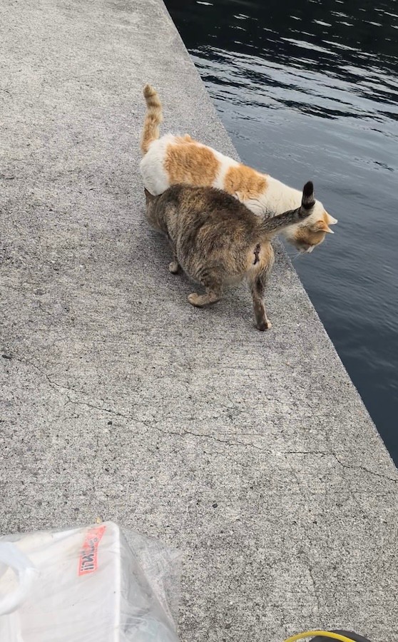 後からやって来てゼロ距離で割り込んできた茶白さんと、仲良しそうなキジトラさん（動画からキャプチャー／提供：キーさん）