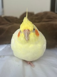 大人しくて甘えん坊なルルちゃん（提供：リロルルさん）