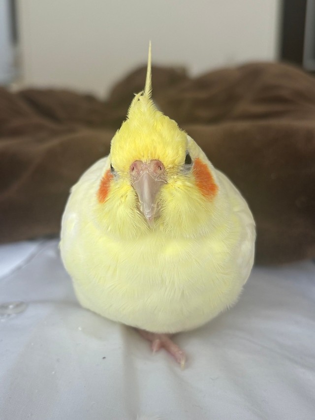 大人しくて甘えん坊なルルちゃん（提供：リロルルさん）