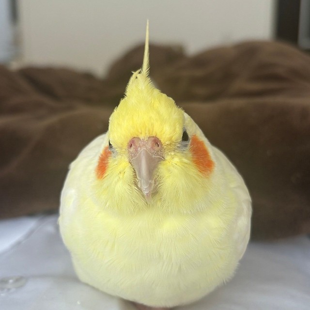 大人しくて甘えん坊なルルちゃん（提供：リロルルさん）