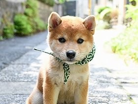 純和風な犬！　柴犬「豆助」 番組とともに愛され２０代目
