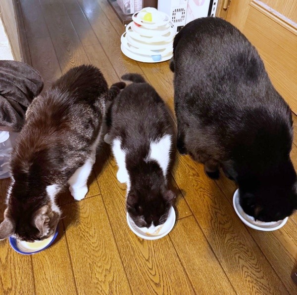 仲良くおやつタイム（左から）先住猫・ぽんずくん、こねぎくん、先住猫・こばんくん（画像提供：ともさん）