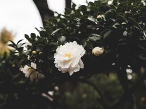 成人式は不安もあるけど、未来の自分から見たらきっと大したことない