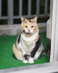 和猫らしい貫禄