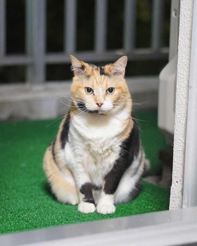 和猫らしい貫禄