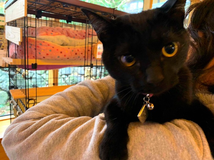 ネコ館長見習い中のクロ