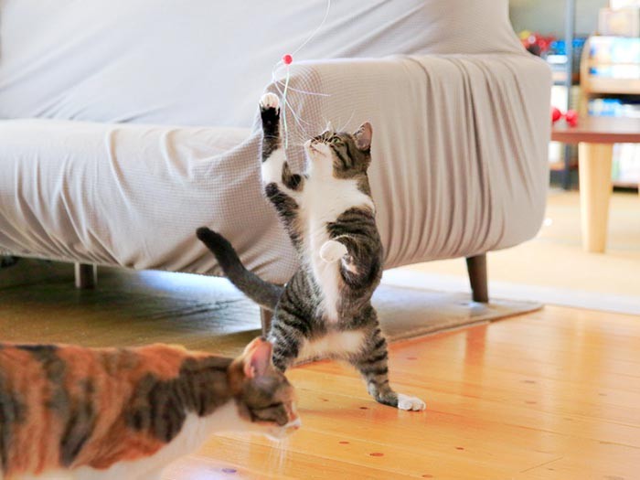 スズのアタック！