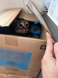 ここにいるニャ～（画像提供：宗方脩さん）
