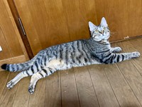 生後11カ月、立派に成長したモモくん（画像提供：ぽりぽりさん）