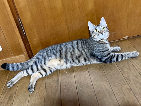 生後11カ月、立派に成長したモモくん（画像提供：ぽりぽりさん）