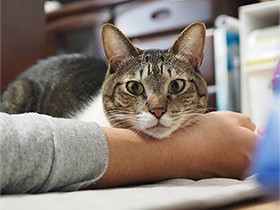 毎晩一緒にお風呂、ふたの上でまったり　ミックス猫の「レオ」