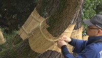 ｢松のこも巻き｣ 岡山後楽園(岡山･北区)