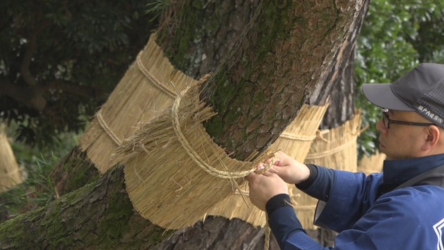 ｢松のこも巻き｣ 岡山後楽園(岡山･北区)