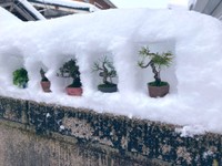 盆栽が入ったかまくらのよう