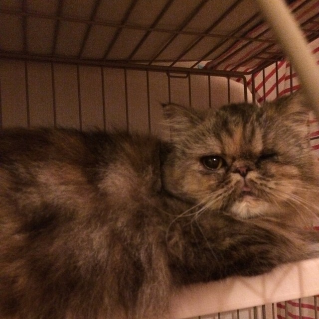 中垣家に来た当初のロコちゃん。可哀想なほどビクビクおどおど…