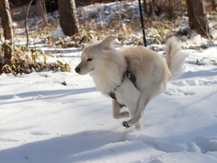 雪の上でも軽快に走る大吉