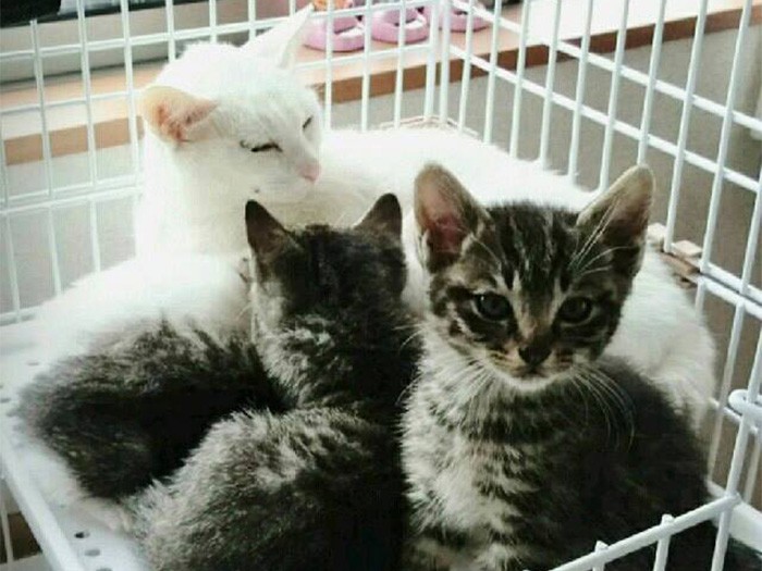 しろさんの投稿写真。野良猫たちを助ける活動をしている団体にも寄付が届けられます。