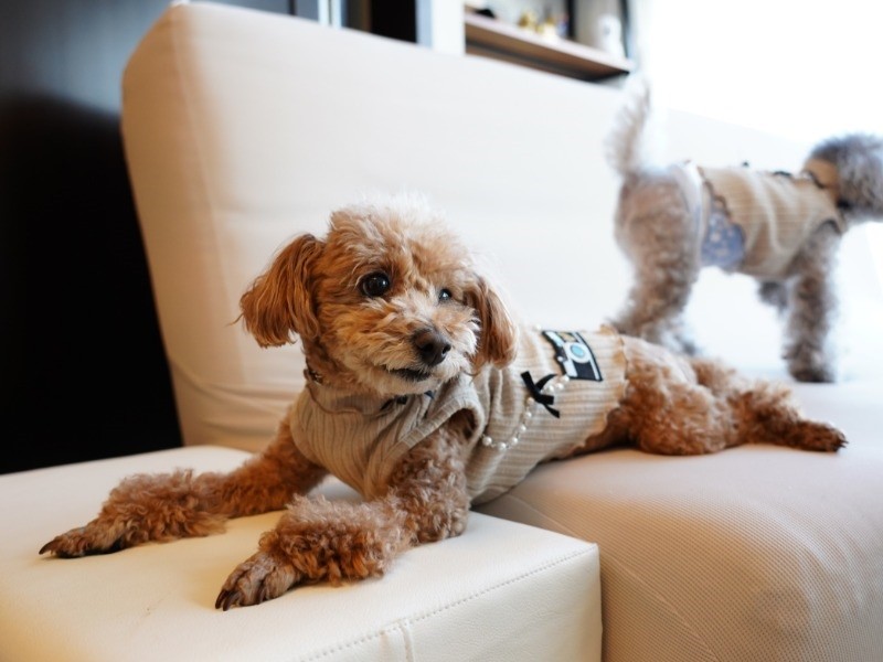 先住のそらまめにリードしてもらい、おうちに慣れました