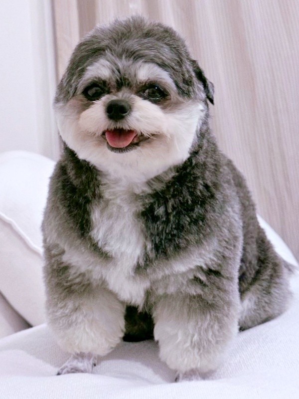 眉毛サロン後。ぱっちりおめめが現れ、笑顔になったまゆげちゃん（画像提供：まんまるまゆげ犬さん）