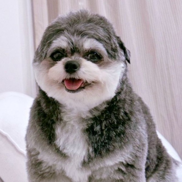 眉毛サロン後。ぱっちりおめめが現れ、笑顔になったまゆげちゃん（画像提供：まんまるまゆげ犬さん）