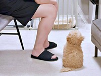 パパがひとり言をつぶやいたらーー真剣に耳を傾けるからあげちゃん（画像提供：からあげという犬さん）