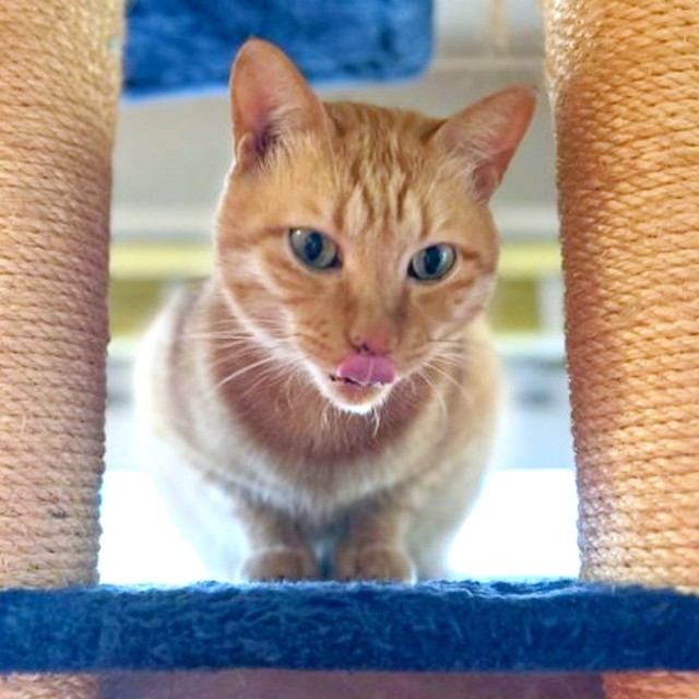 キャットタワーの上でくつろぐトラきちちゃん（画像提供：トラきち＠シスねこさん）