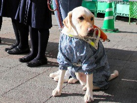 盲導犬の育成「協力を」　福岡で街頭募金、２０年目