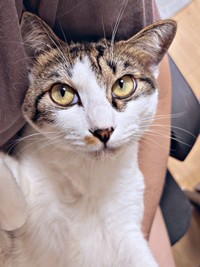 抱っこされくつろぐかぢめくん（画像提供：かさねさん）