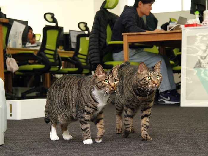 白くつ下模様が女の子らしいシーに、骨格の大きなわんぱく男子がジャンゴです