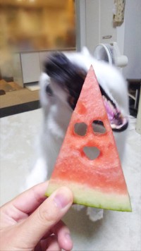 顔はめスイカin2024（提供：くーさんママさん）