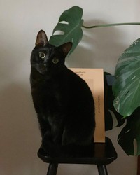 まあるい目が可愛い雨ちゃん＝am___catsさん提供