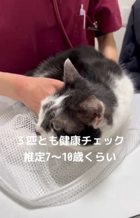 ３匹とも健康チェック（「ねこから目線。」さん提供、Instagramよりキャプチャ撮影）