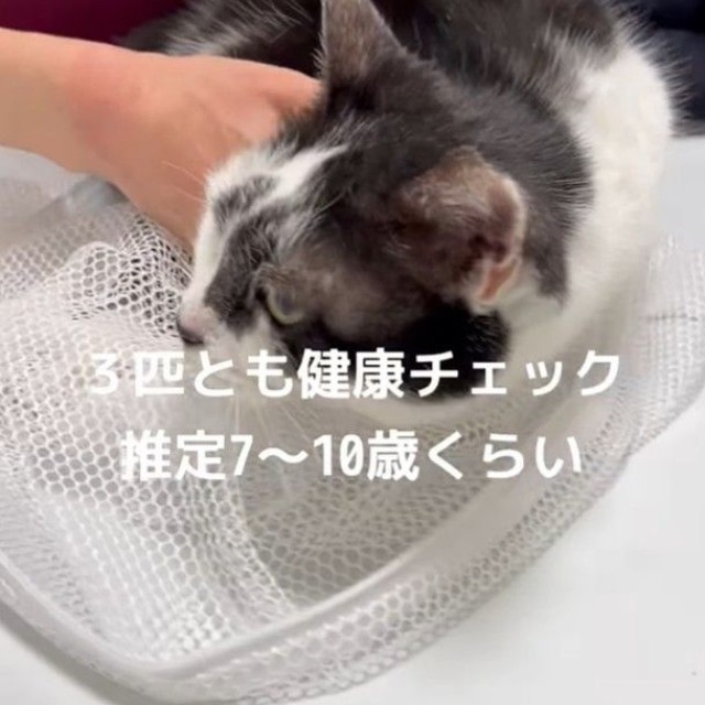 ３匹とも健康チェック（「ねこから目線。」さん提供、Instagramよりキャプチャ撮影）