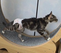 愛らしい「回転ドラム（キャットホイール）」を歩く姿で親しまれてきたピーちゃん（「あみと天国のうずら」さん提供）※画像はトリミングしています