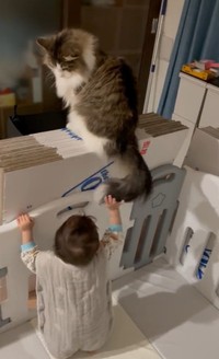 弟さんをしっぽであやしていたシィクくん（「シィク / 猫アカ」さん提供、Xよりキャプチャ撮影）