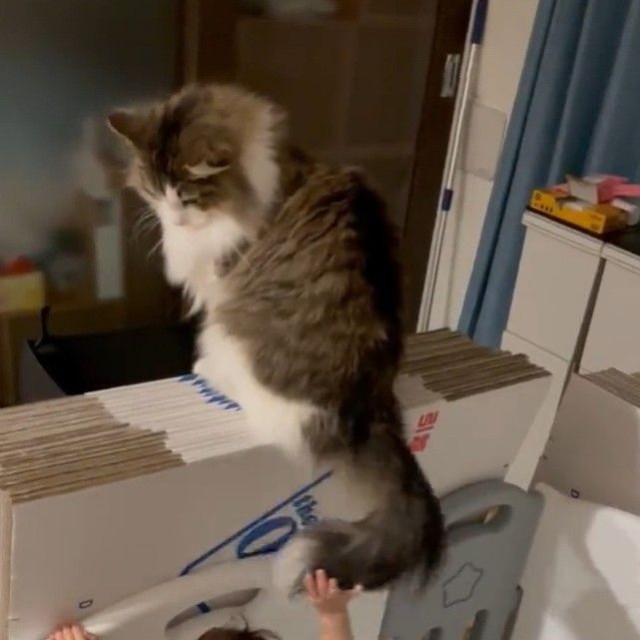 弟さんをしっぽであやしていたシィクくん（「シィク / 猫アカ」さん提供、Xよりキャプチャ撮影）