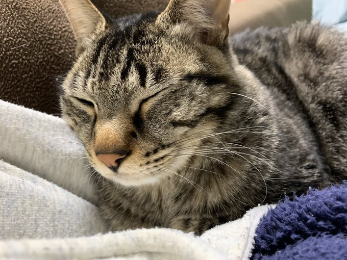 ふわふわな毛布の上で幸せそう