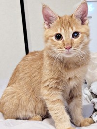 生後5カ月を迎え、ふっくらとして健康的になったぽわげちゃん（画像提供：ツナさん）