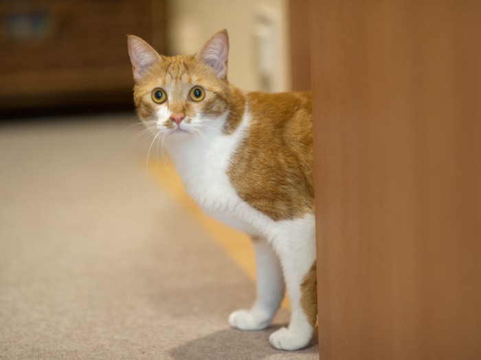 「僕は男の子だから、知らない人がいても怖がってなんかいないんだ」（小林写函撮影）