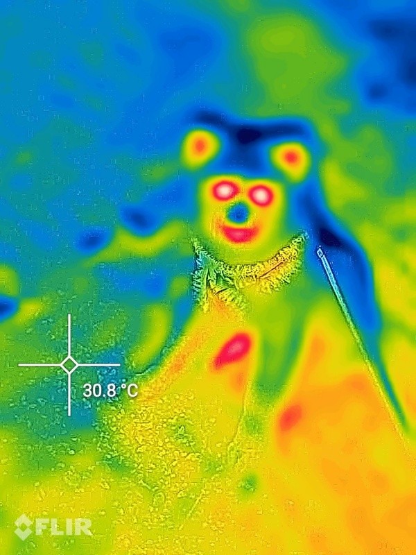 サーモグラフィーに浮かび上がった いぬくん（画像提供：@kainushi__）