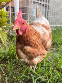 草を食べる万結さん ／藤田さん（@-ChickensChannel）提供