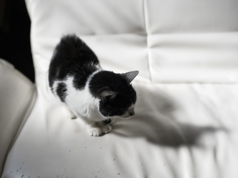 「ブーです。白い革張りのソファーは白黒の僕にぴったりさ」（小林写函撮影）