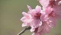 丸亀市飯山町でモモの花が満開