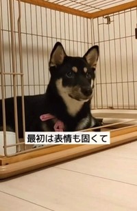 おうちにお迎えしたばかりのころは、表情が固かったという（柴スタディさん提供、Instagramよりキャプチャ撮影）