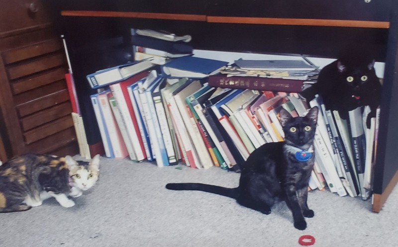 ユキ、ぼー、クロ（姉宅から実家と私の家に移ってきた子もいる）