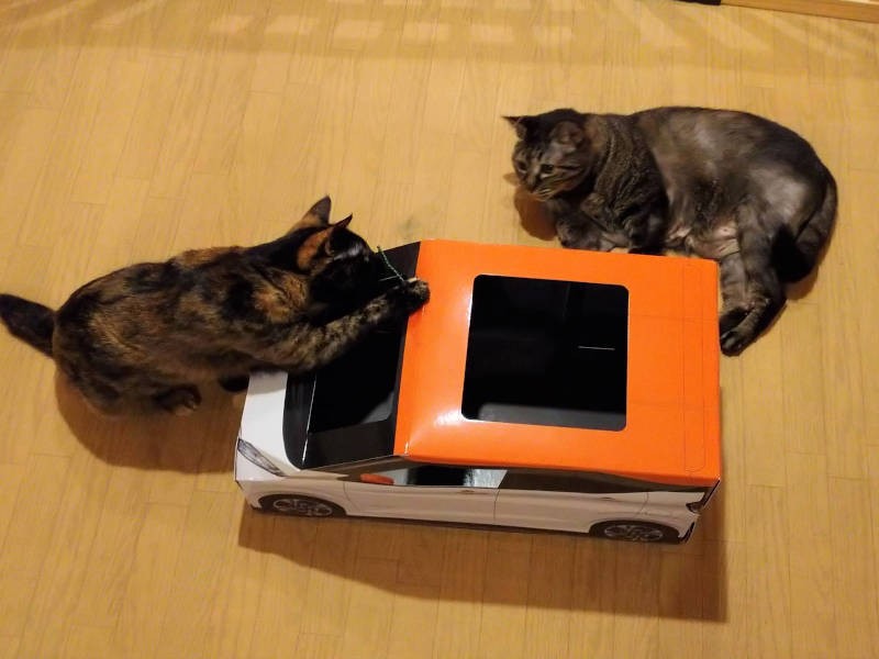 高齢猫たちのいい刺激になりました